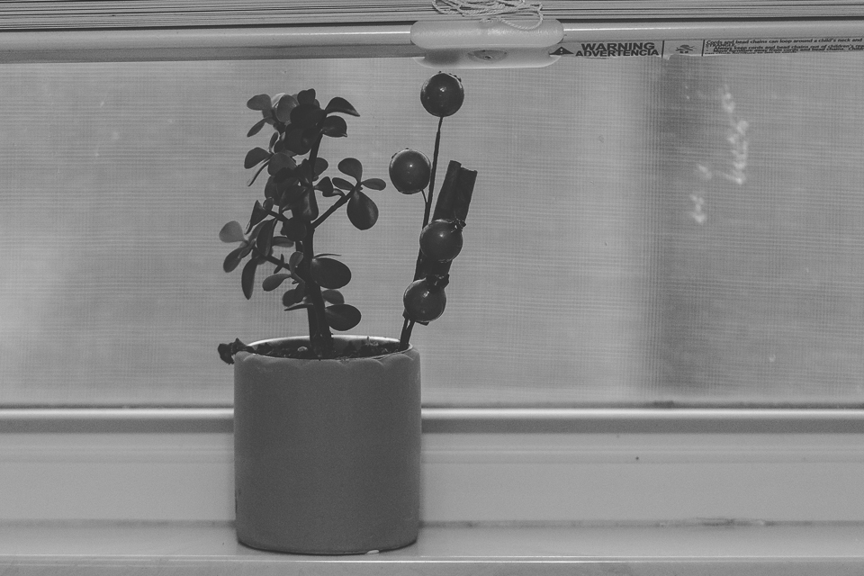 Plant on Windowsill - Photo Challenge