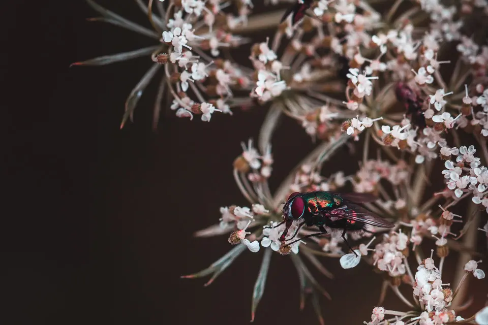 Fly on Flower - Macro Lens